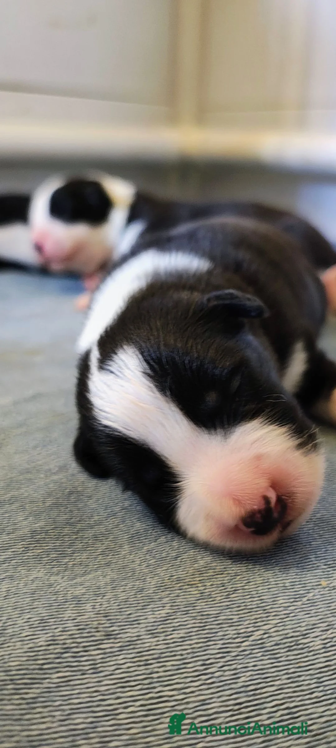 Border Collie cani in vendita: Border Collie cuccioli  - Annuncio 7