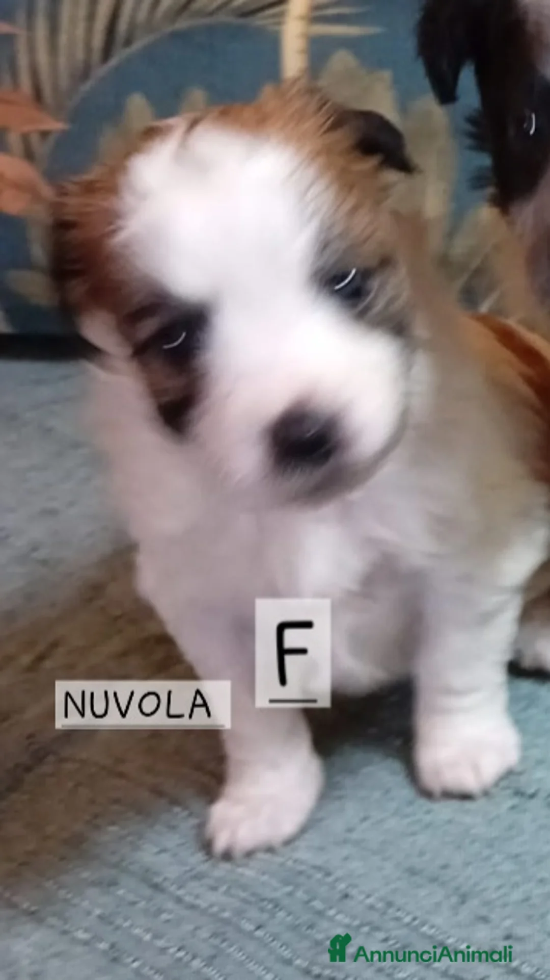 Meticcio cani in regalo: Cuccioli di taglia piccola  - Annuncio 1