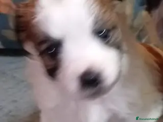 Meticcio cani Cuccioli di taglia piccola - Annuncio 1