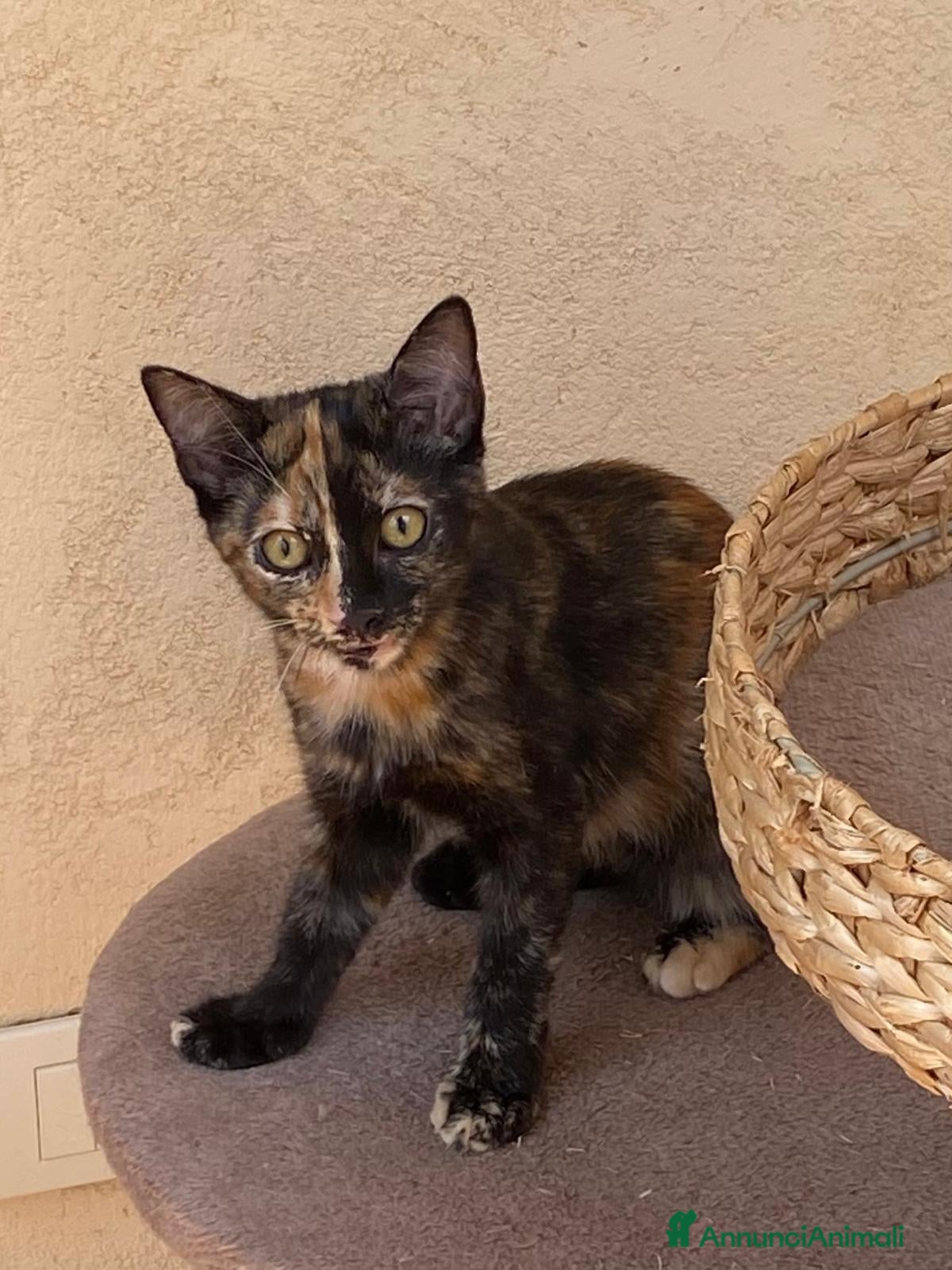 Europeo gatti GATTINA TARTARUGATA - Annuncio 35