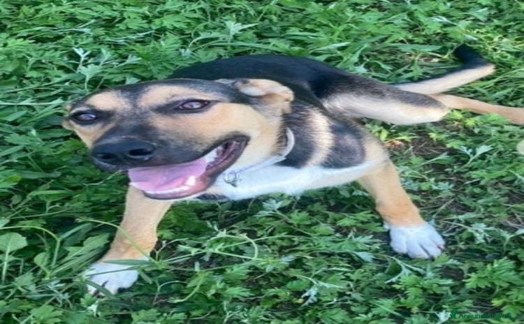 Meticcio cani a Città metropolitana di Milano - Annuncio 10