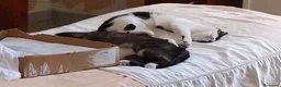 Europeo gatti in regalo: Micha e Rainbow hanno bisogno di una nuova casa! - Annuncio 17