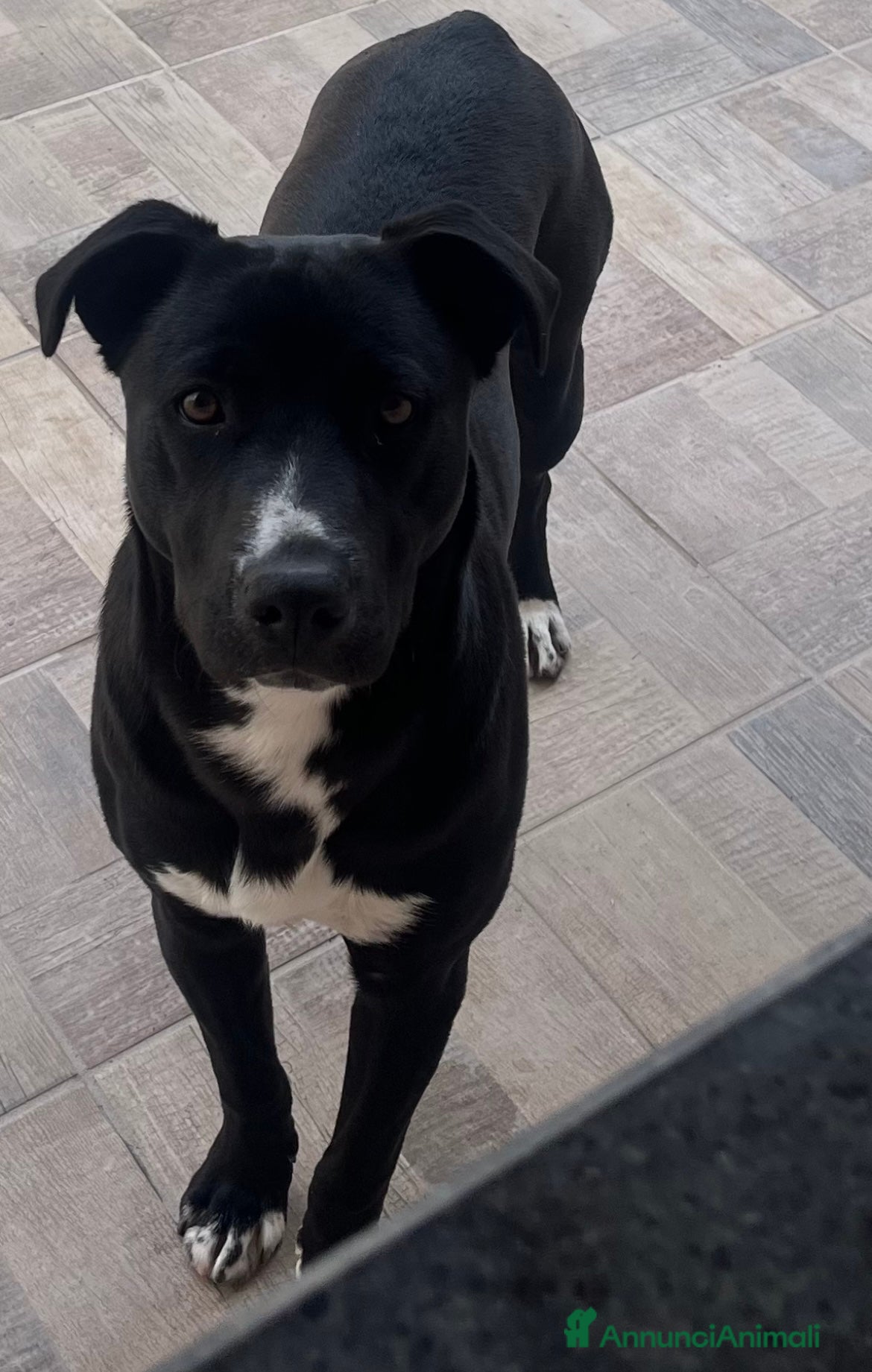 Meticcio cani Sono in regalo  - Annuncio 16