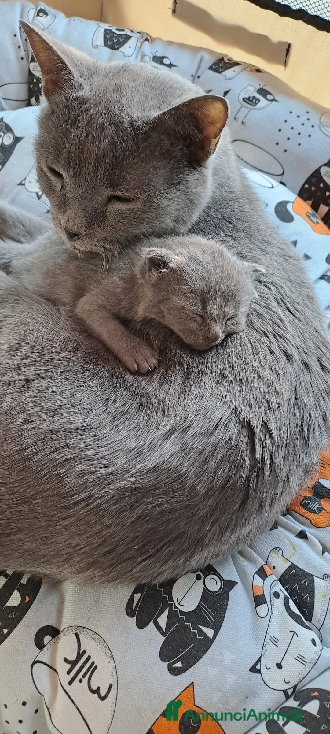 Certosino gatti in vendita: GATTINI CERTOSINI - Annuncio 6