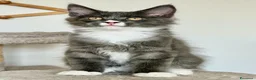 Maine Coon gatti in vendita: Cuccioli Maine Coon pedigree - Annuncio 3