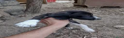 Setter Inglese cani in regalo: Teo e Sofì 2 setter inglesi di 3 mesi (Catania) - Annuncio 10