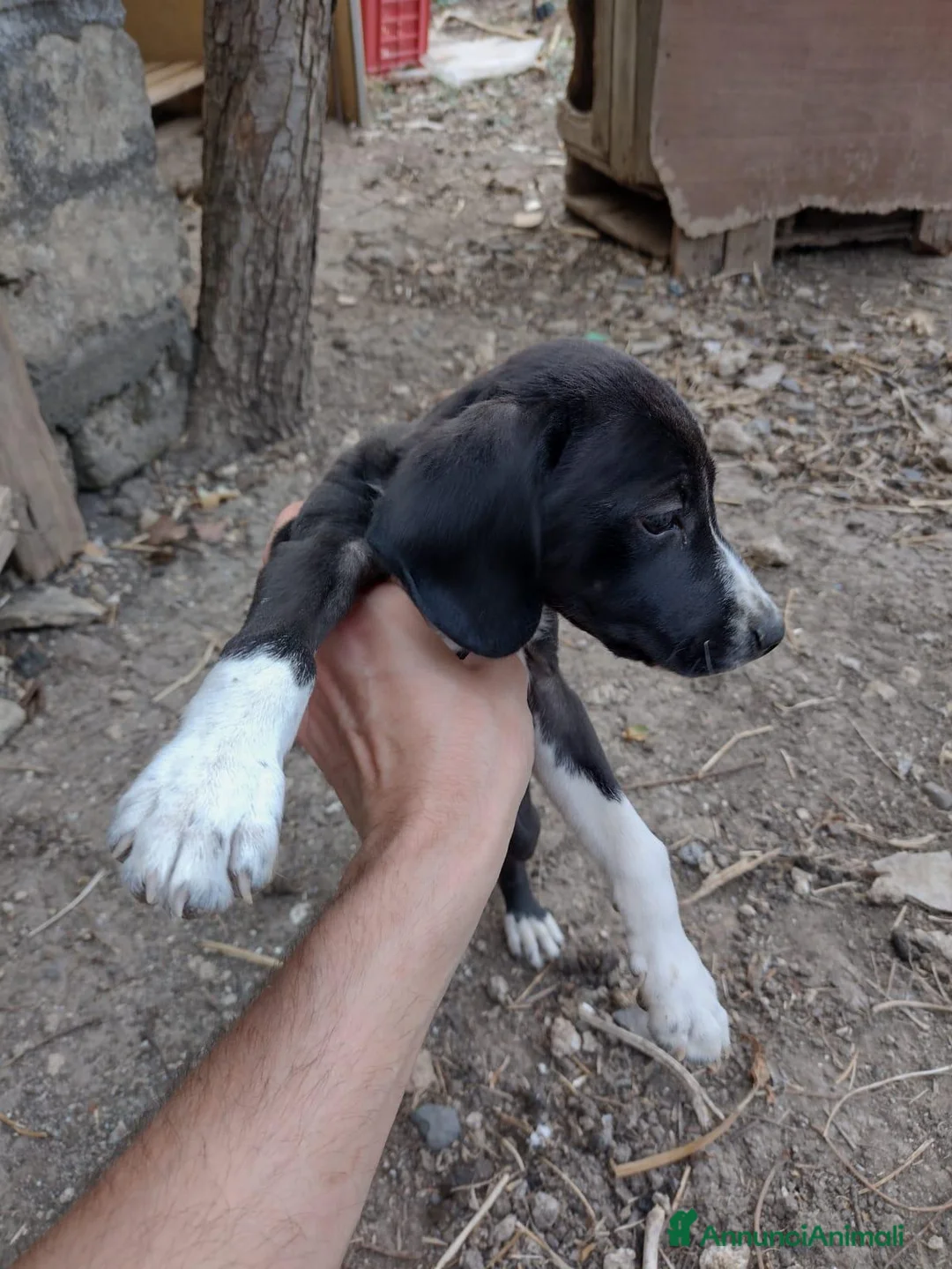 Setter Inglese cani in regalo: Teo e Sofì 2 setter inglesi di 3 mesi (Catania) - Annuncio 10