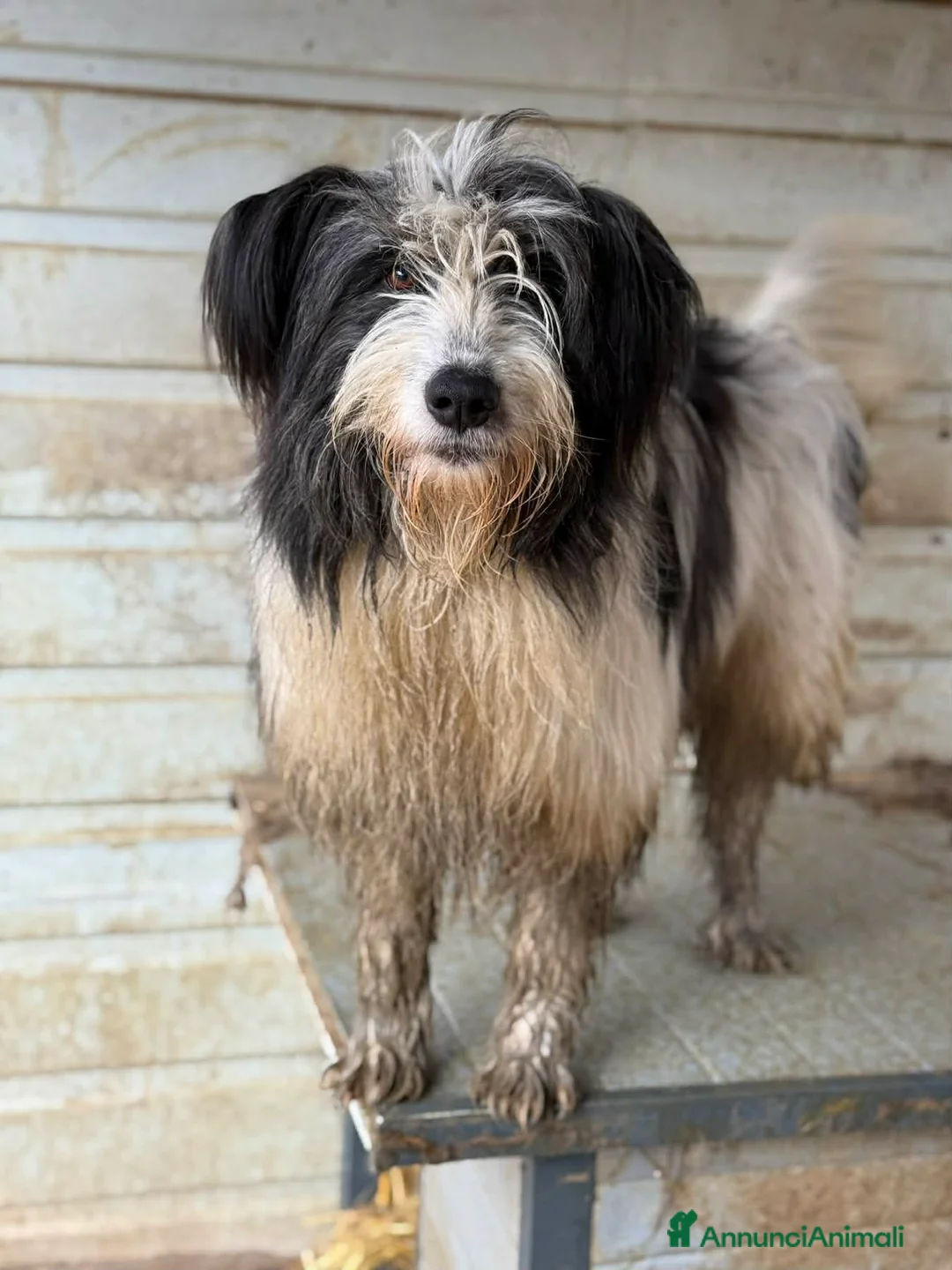 Meticcio cani in regalo: MORGAN, buffissimo cagnolone tutto pelo! - Annuncio 6