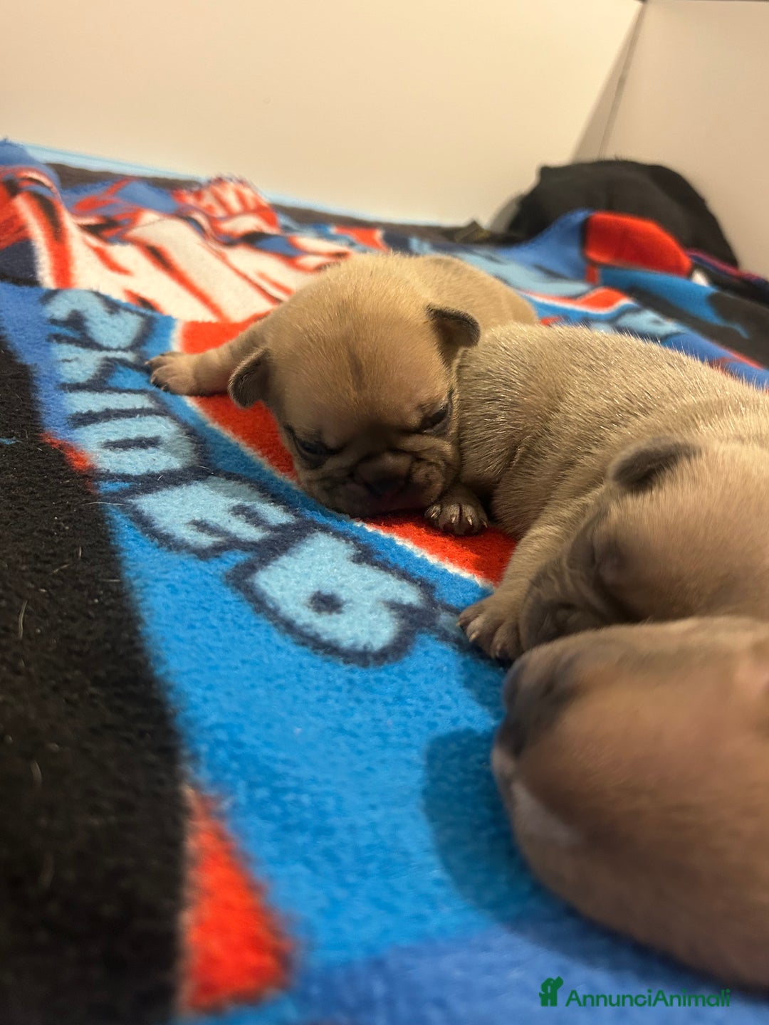 Bulldog Francese cani in vendita: Tre cuccioli bulldog maschi - Annuncio 14