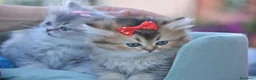 British gatti in vendita: British - Annuncio 8