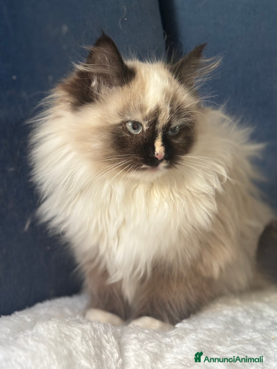Siberiano gatti in vendita: Dolcissima gattina siberiana ipoallergenica - Annuncio 4