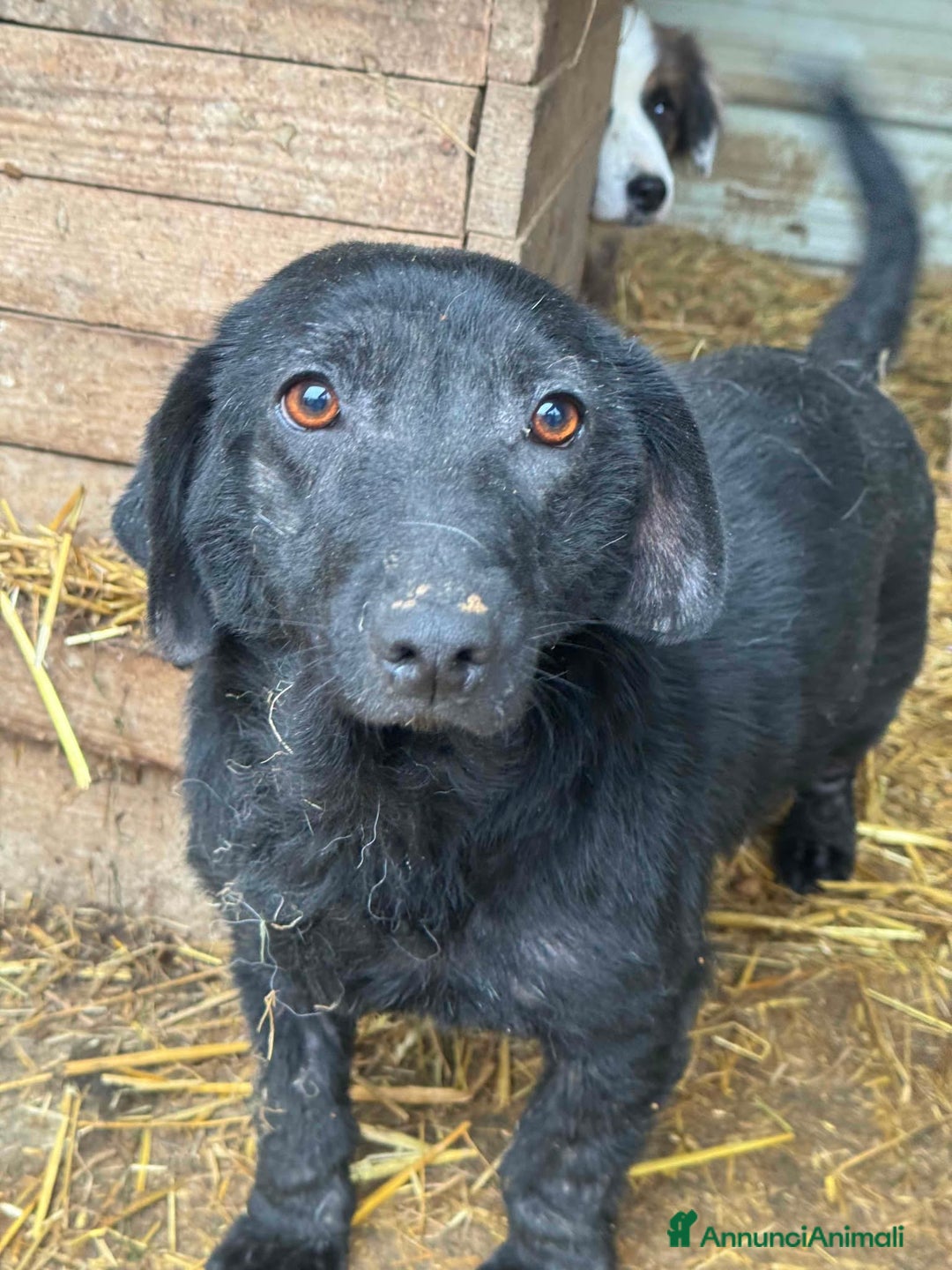 Meticcio cani in regalo: OHANA, scricciolina buonissima. DIMENTICATA. - Annuncio 1