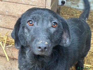 Meticcio cani OHANA, scricciolina buonissima. DIMENTICATA. - Annuncio 4