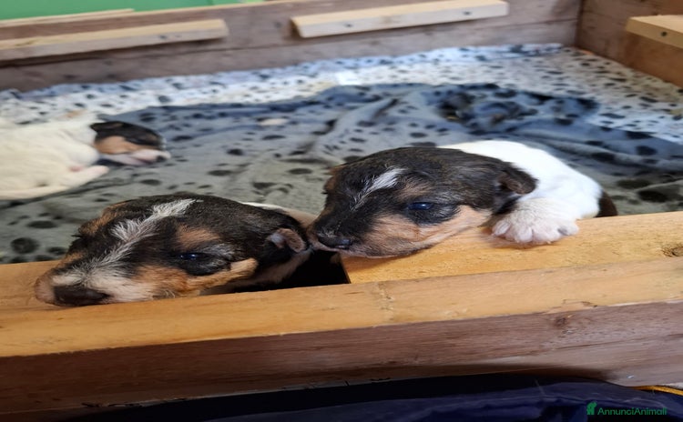 Fox Terrier cani Vendita cuccioli fox terrier s pelo ruvido - Annuncio 2