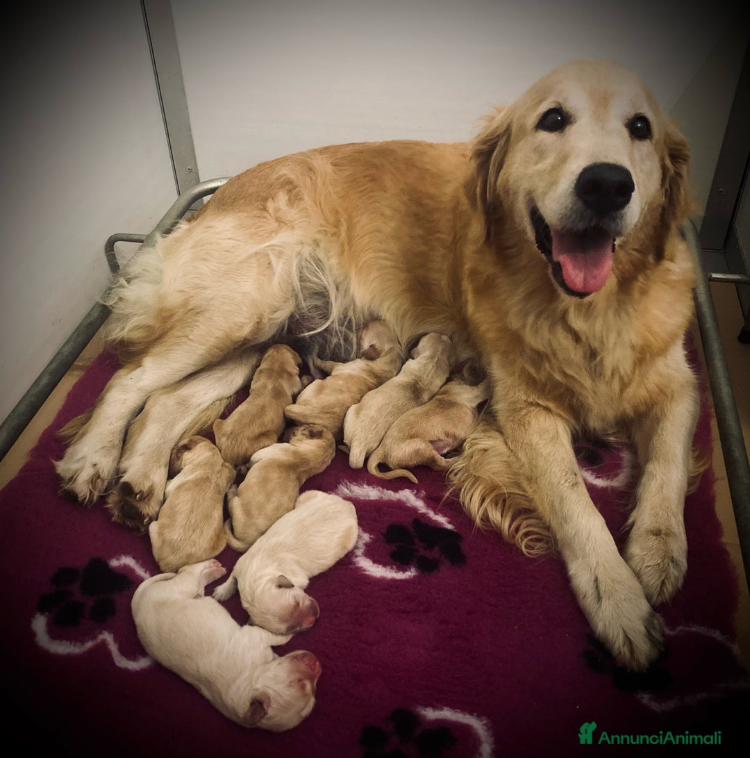 Golden Retriever cani in vendita: Golden Retriever - Annuncio 3