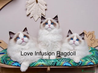Ragdoll gatti Cuccioli ragdoll con Pedigree - Annuncio 1