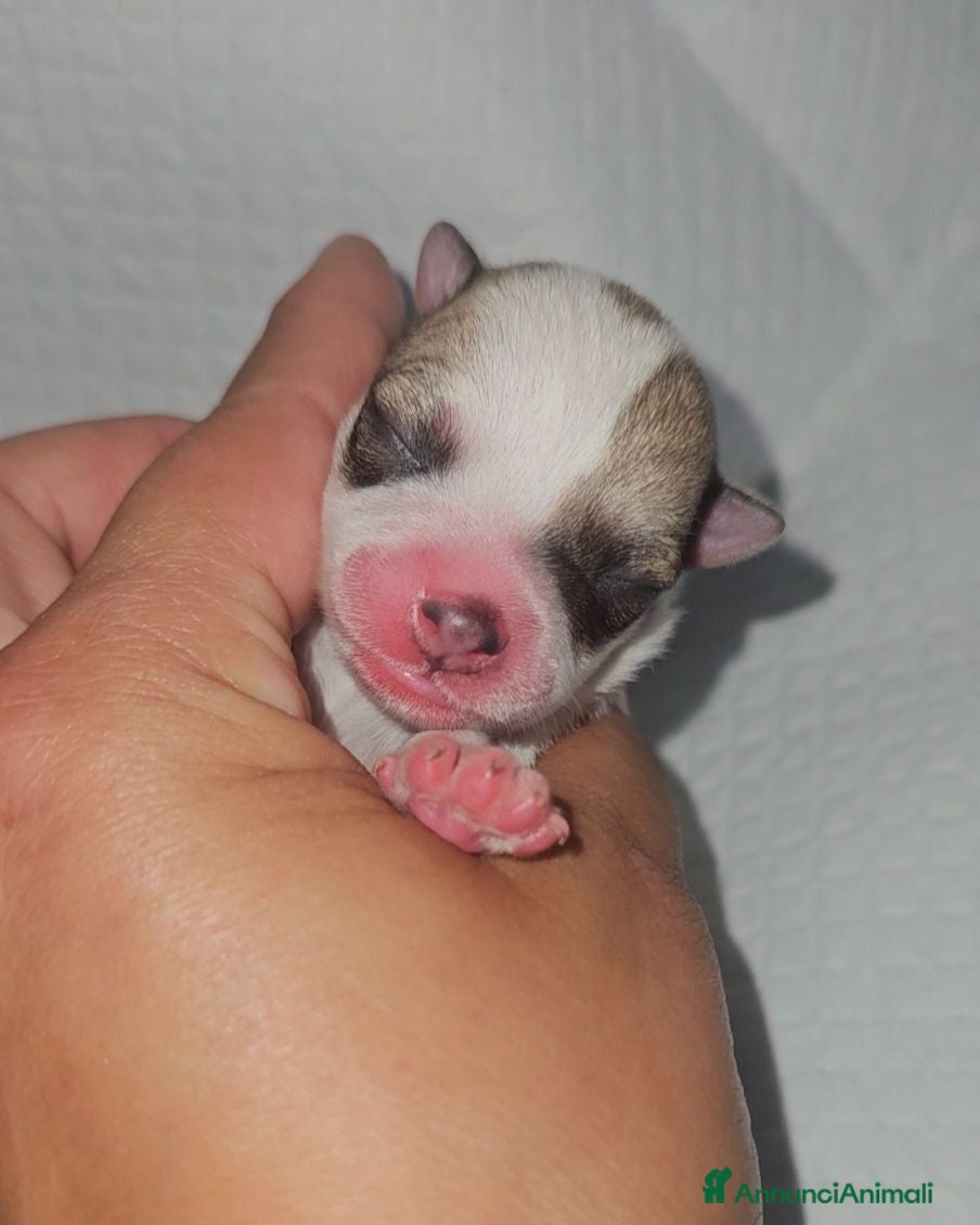 Chihuahua cani Chihuahua toy pedigree Enci  - Annuncio 15