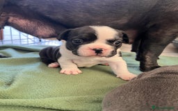 Bulldog Francese cani in vendita: Cucciola bulldog francese  a Provincia di Varese - Immagine 4