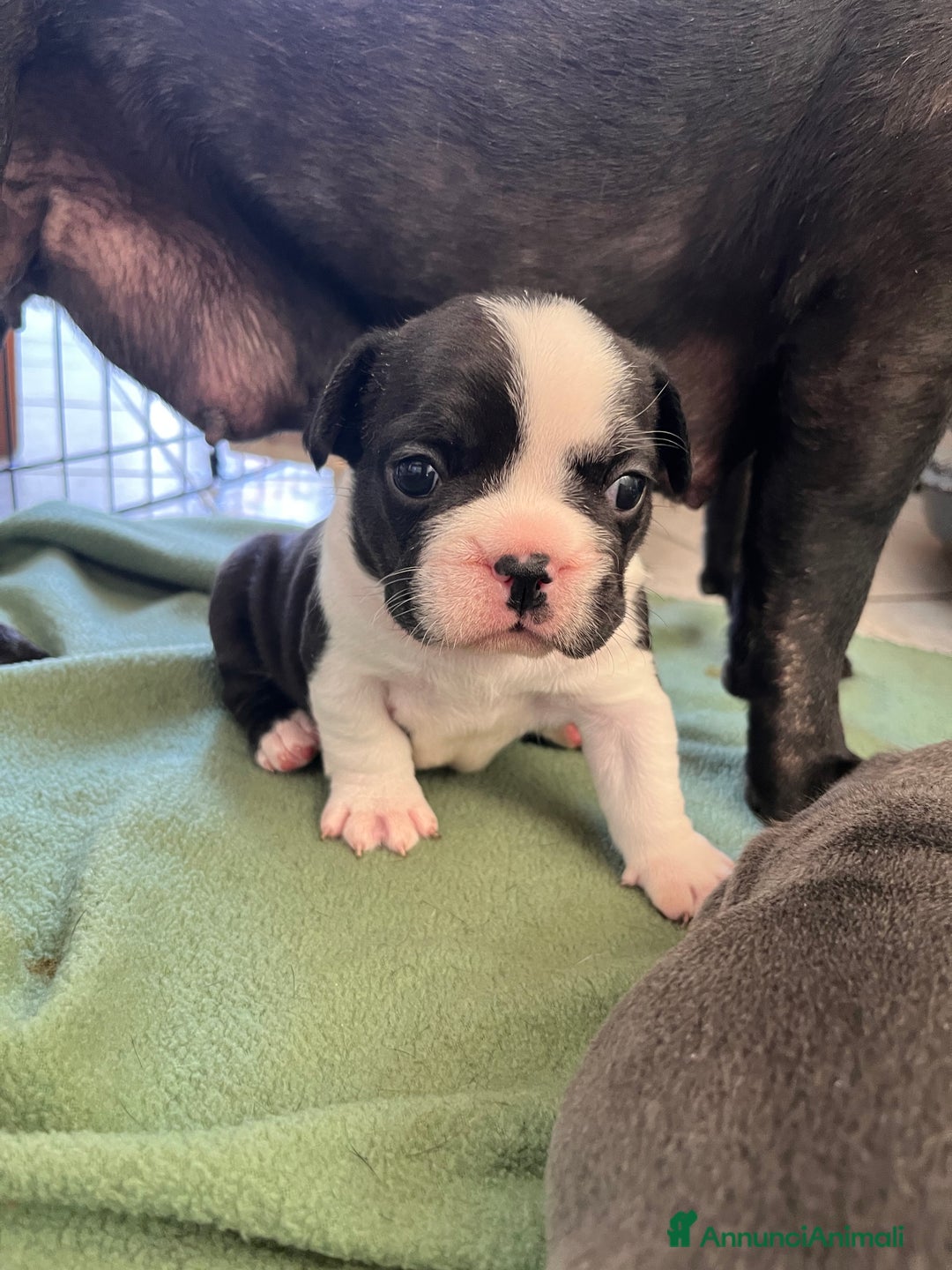 Bulldog Francese cani in vendita: Cucciola bulldog francese  a Provincia di Varese - Immagine 4
