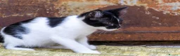 Europeo gatti in vendita: cuccioli gatto bellissimi cercano casa❤️ - Annuncio 7