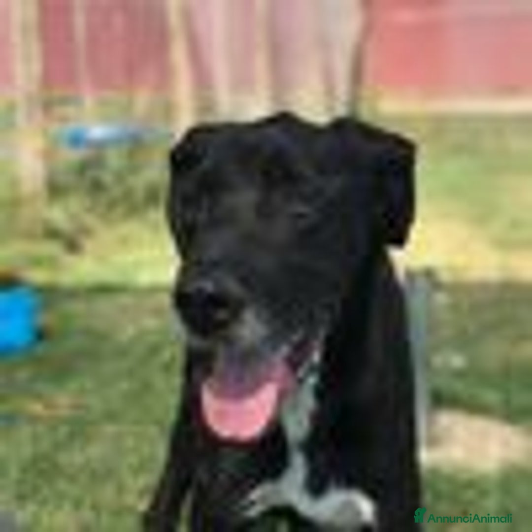 Meticcio cani in regalo: Dolce Nestore super  bisognoso di adozione a Provincia di Latina - Annuncio 5