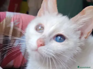 Altre razze gatti in regalo: MICINI: SIAMO AL COLLASSO! - Annuncio 4