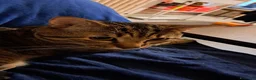 Europeo gatti in regalo: GATTO MASCHIO a Città metropolitana di Milano - Annuncio 1