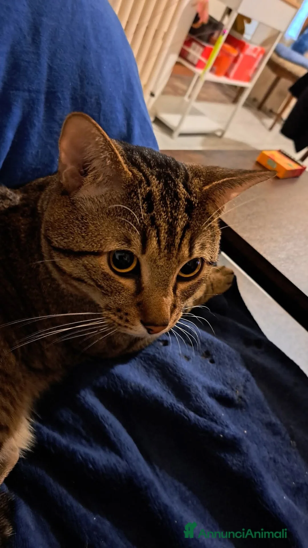 Europeo gatti in regalo: GATTO MASCHIO a Città metropolitana di Milano - Annuncio 1