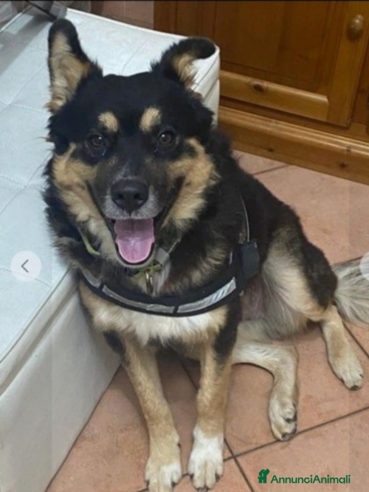 Meticcio cani Mix Patorino 2anni RINUNCIA DI PROPRIETÀ!MANTOVA - Annuncio 28