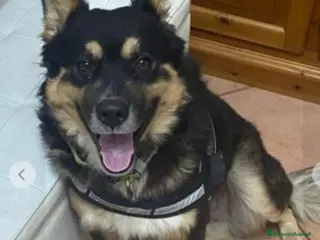 Meticcio cani Mix Patorino 2anni RINUNCIA DI PROPRIETÀ!MANTOVA - Annuncio 26