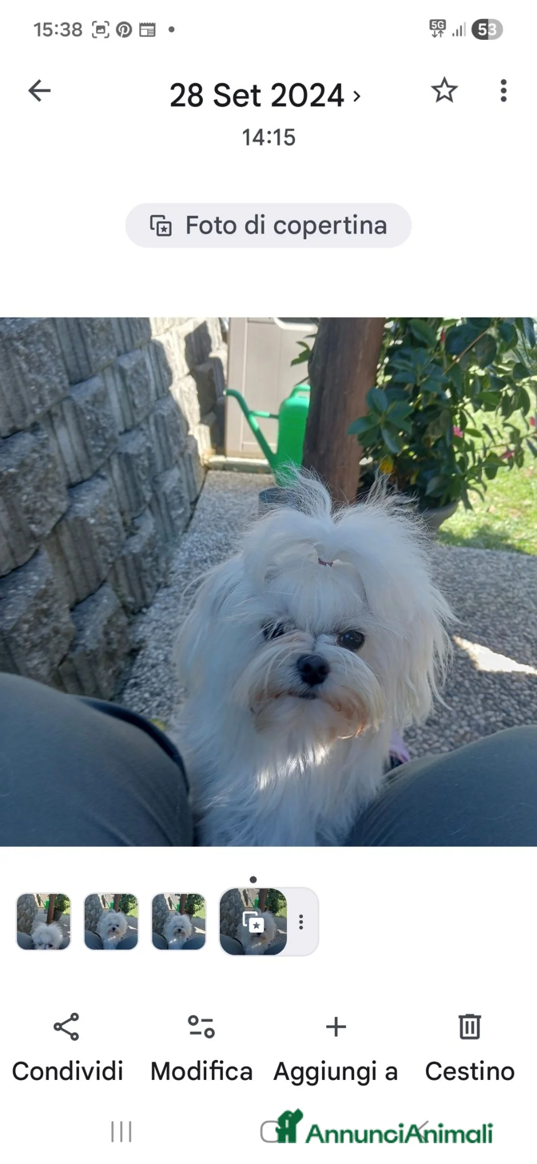 Maltese cani in vendita: Maltese cuccioli  - Annuncio 2