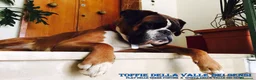 Boxer cani in vendita: BOXER CUCCIOLI VENDO-CUCCIOLI BOXER - Annuncio 2