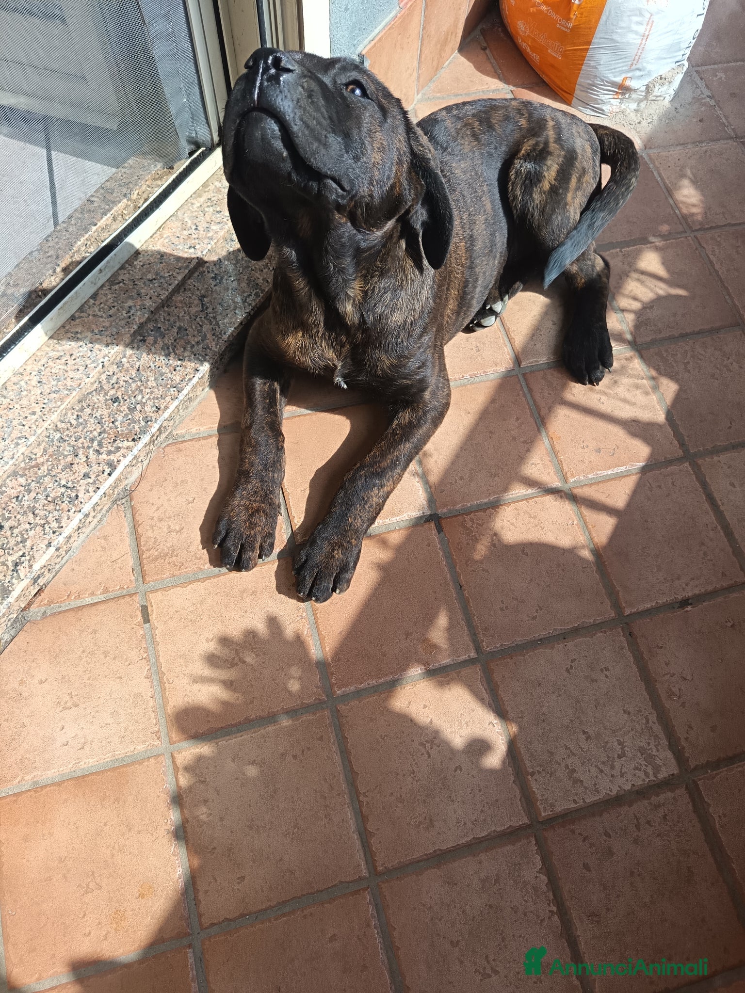 Cane Corso cani Cucciili cane corso - Annuncio 1