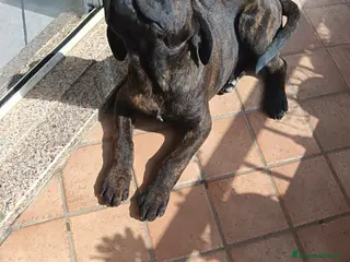 Cane Corso cani Cucciili cane corso - Annuncio 14