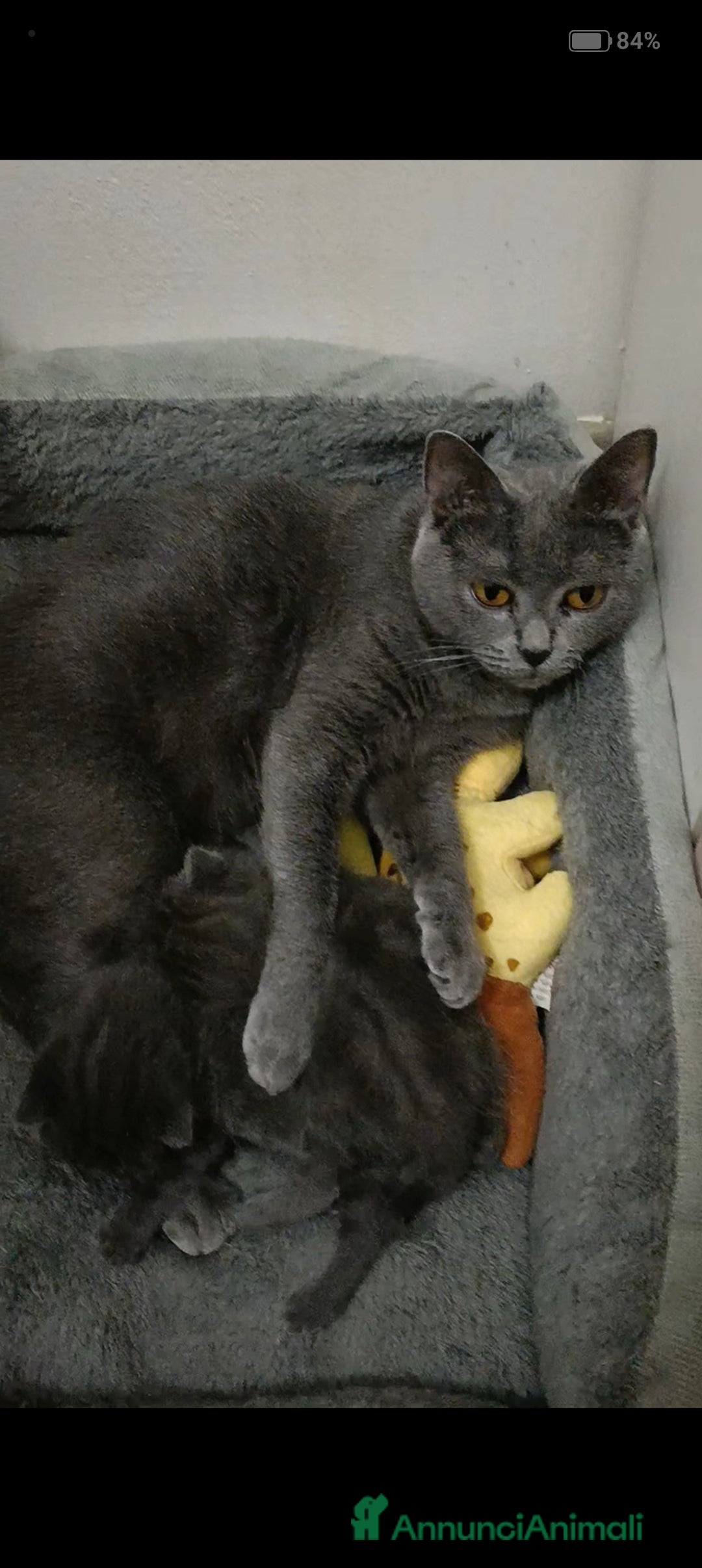 Certosino gatti in vendita: Cuccioli di CERTOSINO PURISSIMI a Metropolitan City of Milan - Immagine 4