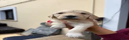 Meticcio cani in vendita: Cuccioli di Goldendoodle  - Annuncio 18