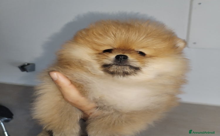 Spitz cani - Annuncio 1