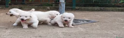 Pastore Abbruzzese Maremmano cani in vendita: Cuccioli di Pastore Maremmano con Pedigree a Città metropolitana di Roma Capitale - Annuncio 4