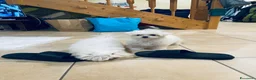 Maltese cani in vendita: Cuccioli di maltese con pedigree  a Provincia di Padova - Annuncio 8