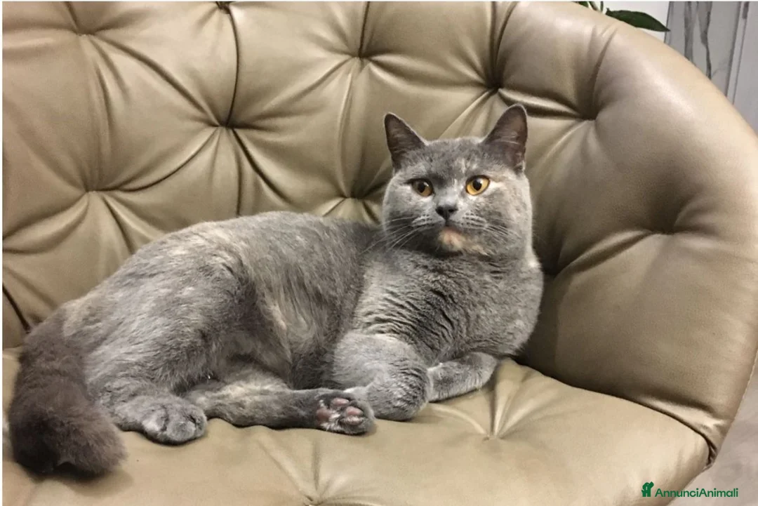 British gatti in vendita: Prenotasi cuccioli di gatto British short hair - Annuncio 2