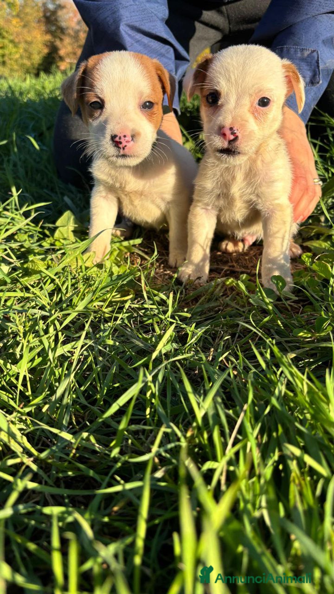 Jack Russell cani in vendita: Jack Russell - Annuncio 4