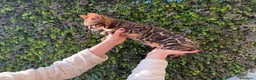 Bengala gatti in vendita: Gattina bengala brown spotted tabby  - Annuncio 17