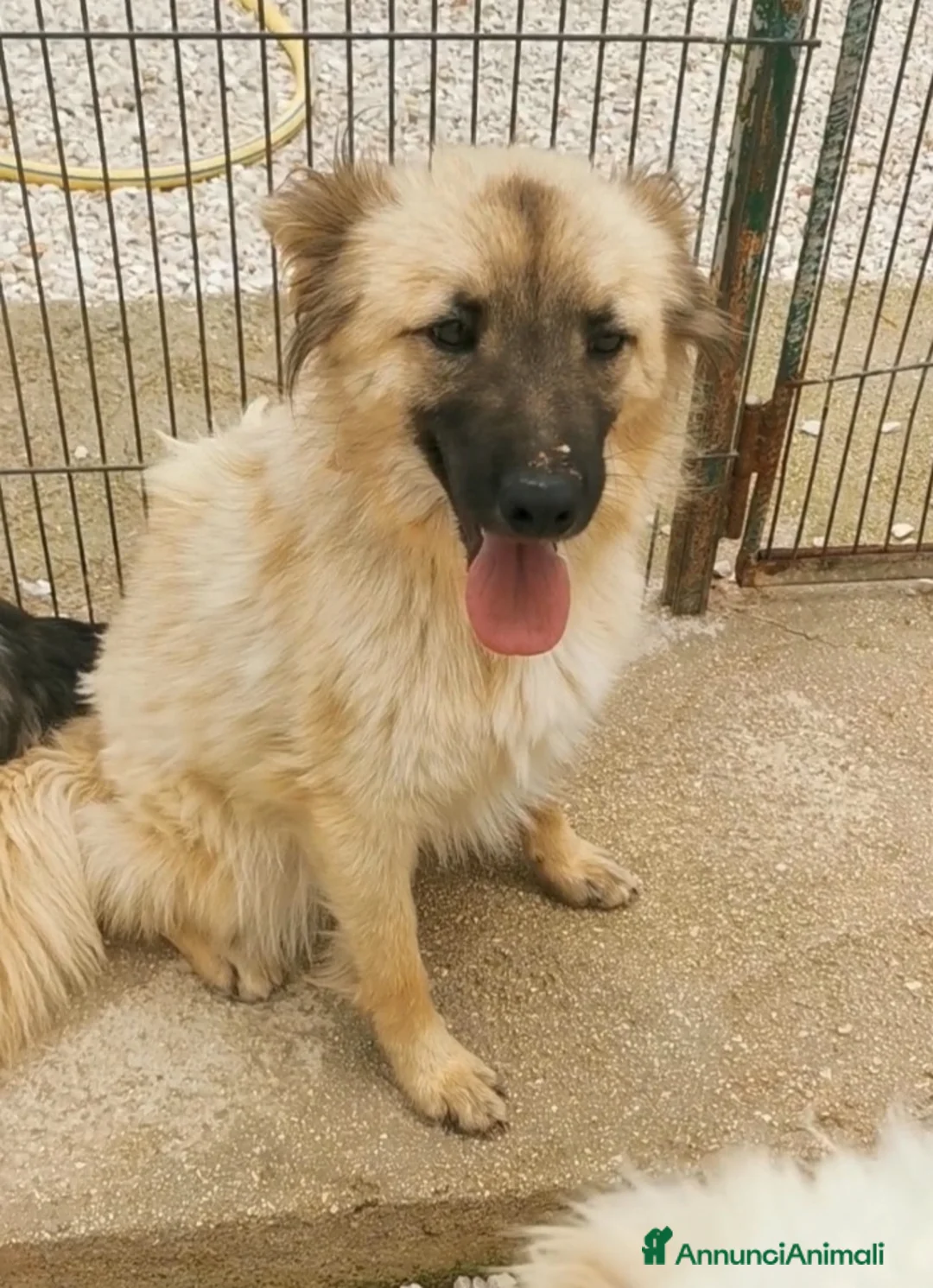 Meticcio cani in regalo: Brando/Ennio 3anni da cuccioli in box Prov.BARI a Città metropolitana di Milano - Annuncio 2