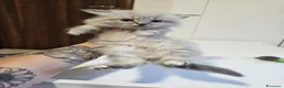Siberiano gatti in vendita: Gattini siberiani ipoallergenici  - Annuncio 22