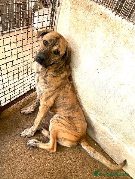 Cane Corso cani ADOZ.DEL CUORE: derivato corso con poco tempo!!! - Annuncio 1