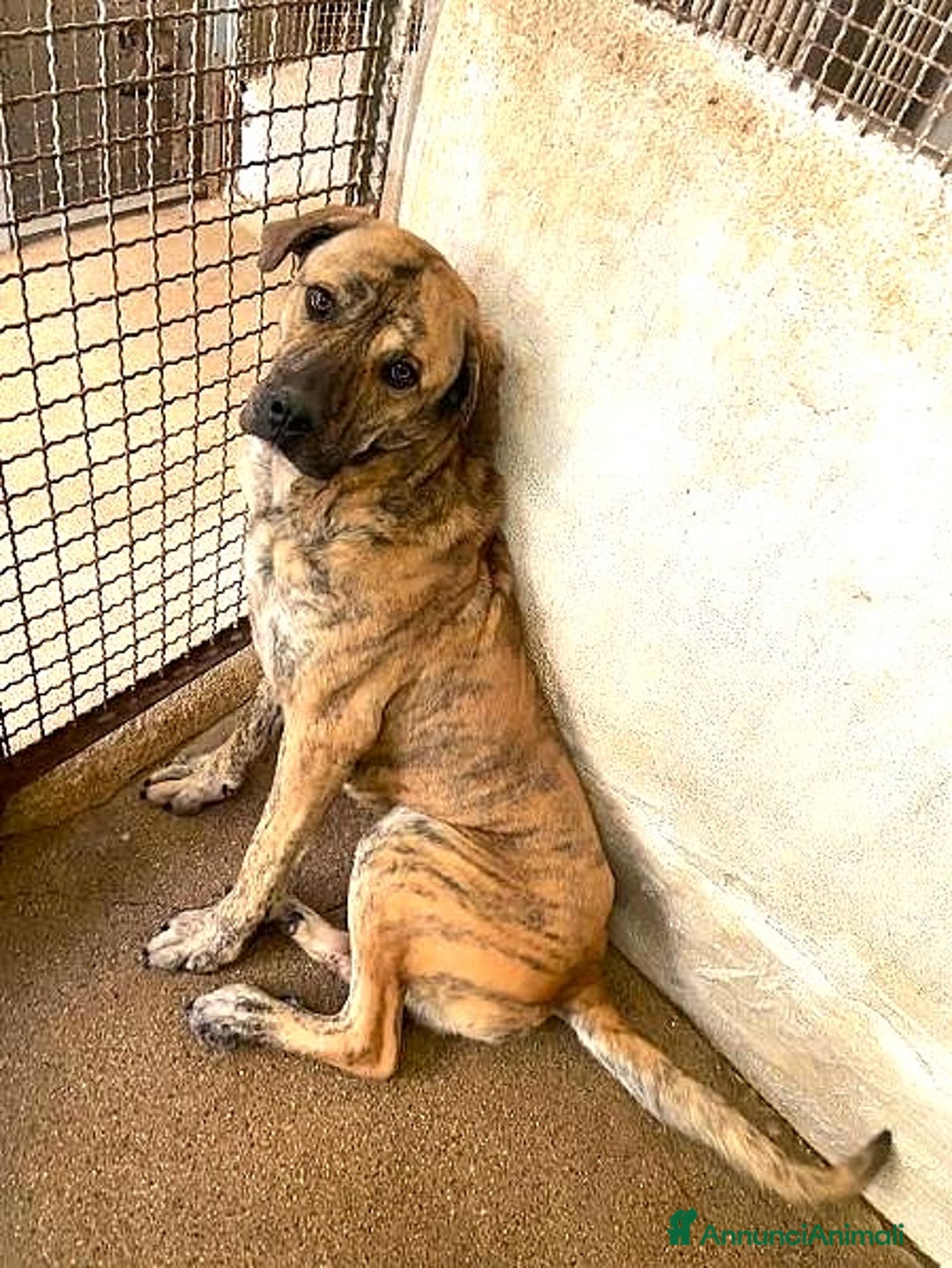 Cane Corso cani in regalo: ADOZ.DEL CUORE: derivato corso con poco tempo!!! - Annuncio 1