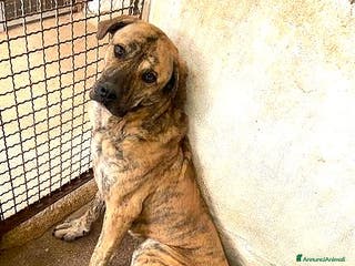 Cane Corso cani ADOZ.DEL CUORE: derivato corso con poco tempo!!! - Annuncio 4