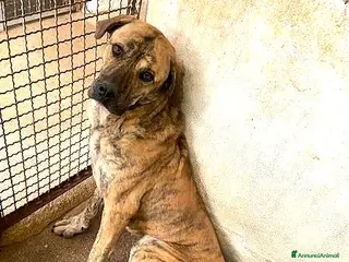 Cane Corso cani ADOZ.DEL CUORE: derivato corso con poco tempo!!! - Annuncio 36