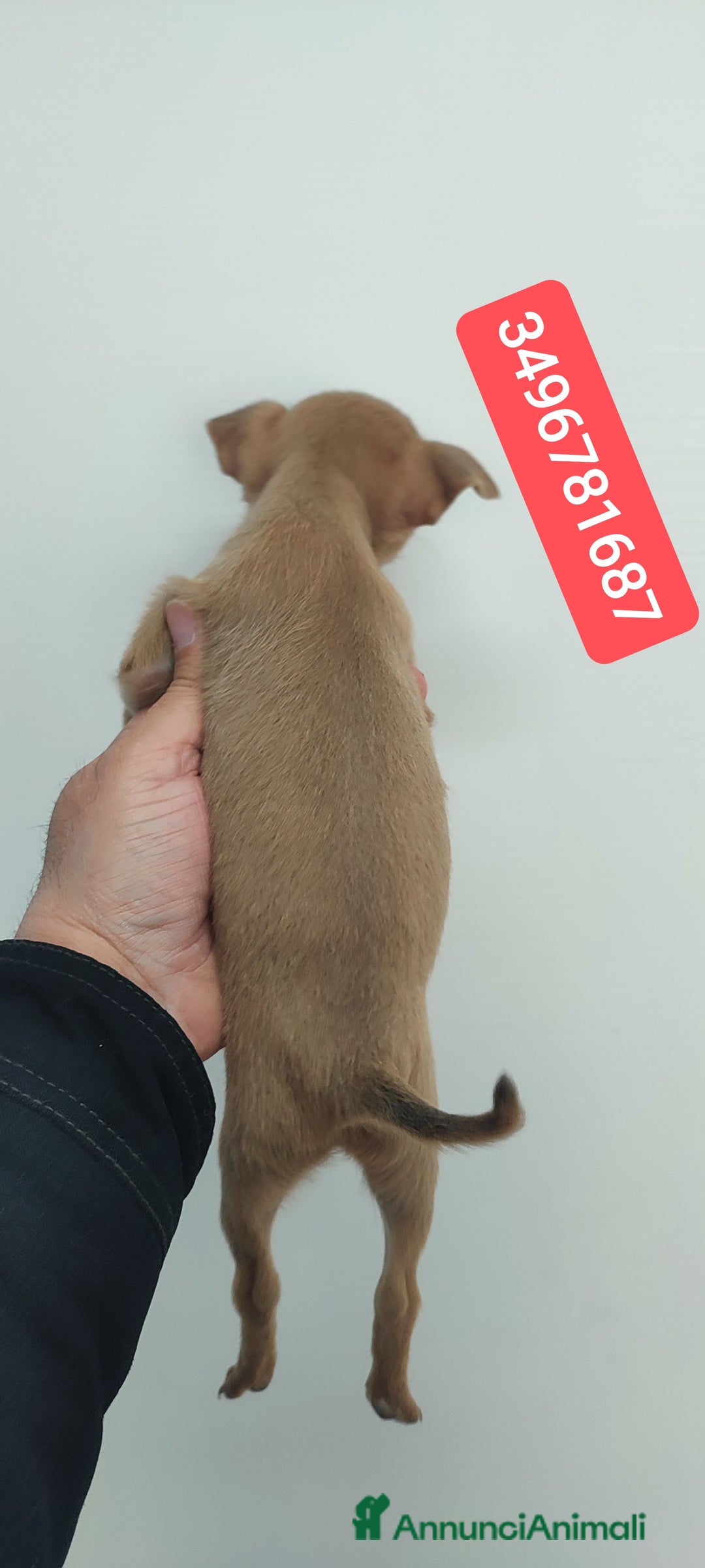 Chihuahua cani in vendita: CHIHUAHUA stupenda cucciolina  - Annuncio 2