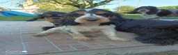 Cocker cani in vendita: Cuccioli cocker  - Annuncio 7